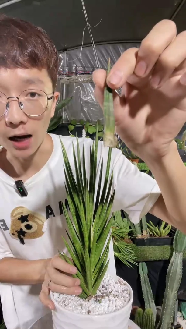 【闪购商品】狐狸尾虎皮兰8.8