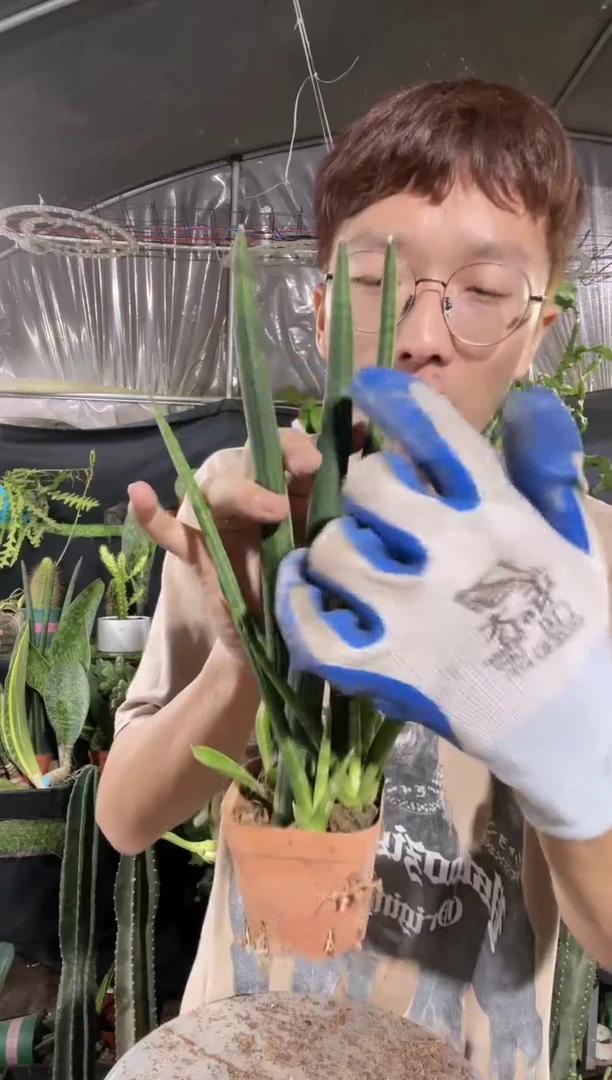 【闪购商品】小号佛前香8.8