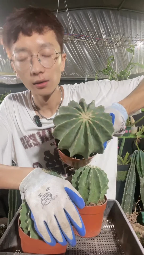 【闪购商品】单头无刺王冠龙12厘米起25.8