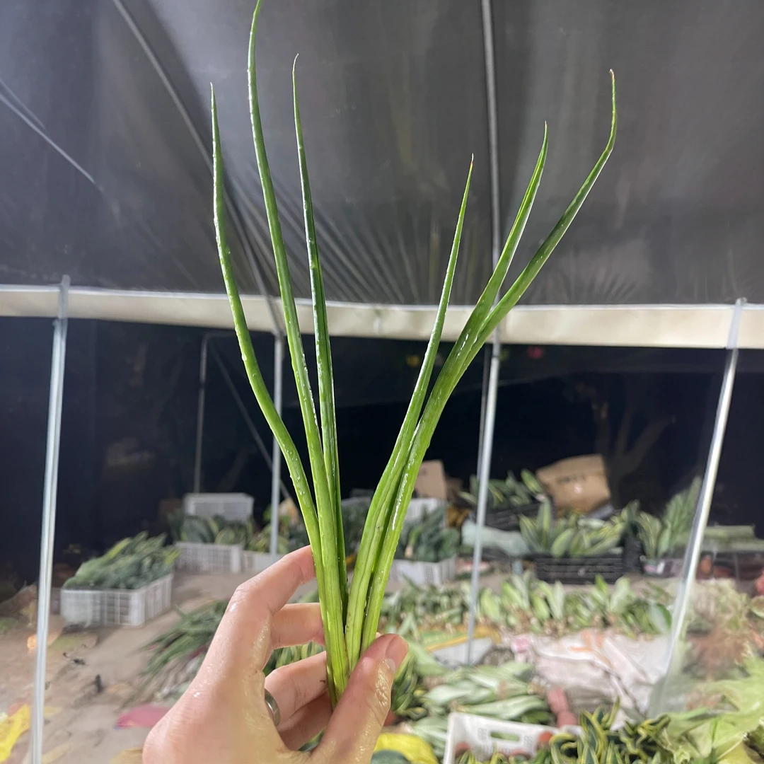 泰品帕瓦虎皮兰开花植物裸根发货量拍以直播间绿植盆栽为准