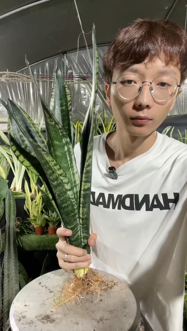 【闪购商品】母本繁星虎皮兰25.8
