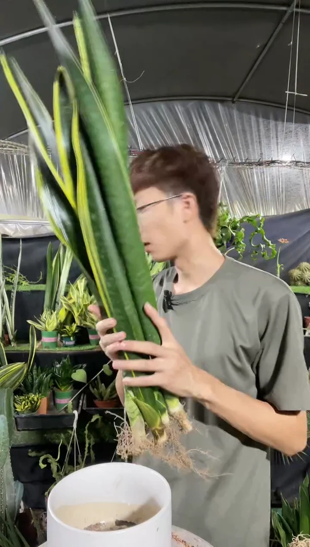 【闪购商品】60-70厘米三金组合虎皮兰29.9