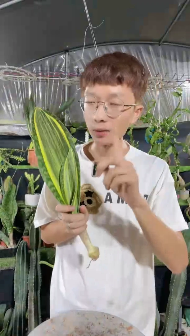 【闪购商品】黄金宝镜一叶起18.8