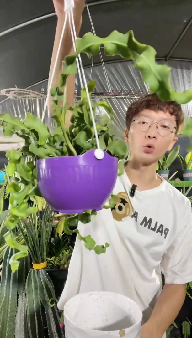 【闪购商品】卷叶昙花28.8带盆土
