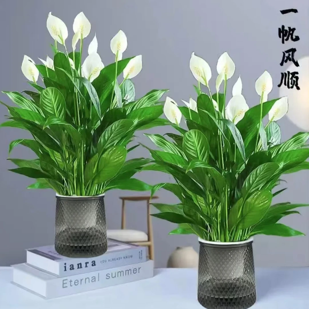 【宠粉福利】原盆原土发货白掌盆栽水培植物一帆风顺室内盆栽绿植