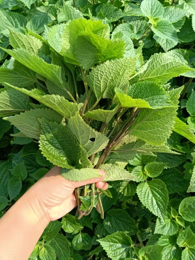 云南新鲜藿香叶子山货特色蔬菜尖1斤邮政空运