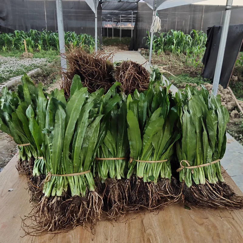 云南特色菜大芫荽刺芫荽带根1斤大苗包邮通发货