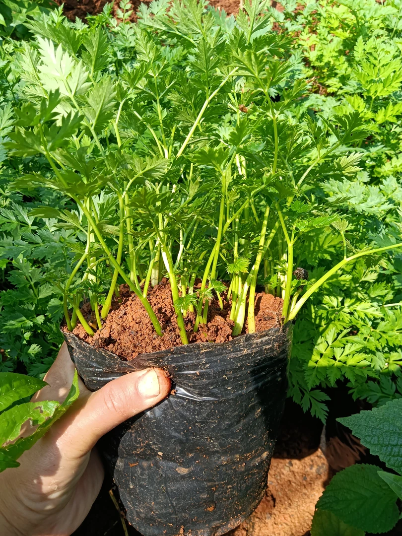 云南小叶子川芎盆栽1盆云南德宏特产小苗易活盆栽发货新品