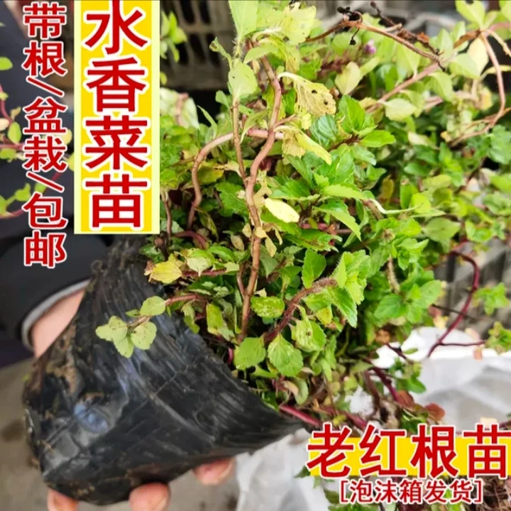 水香菜云南傣味调料带根盆栽老红根水香菜苗1盆包邮