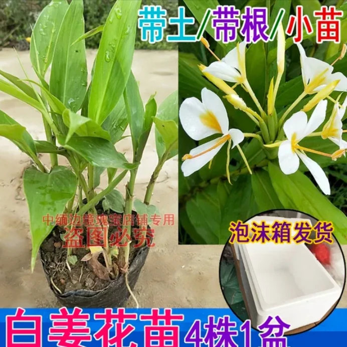 特价款云南白姜花现挖苗4棵可栽种花苗现挖苗