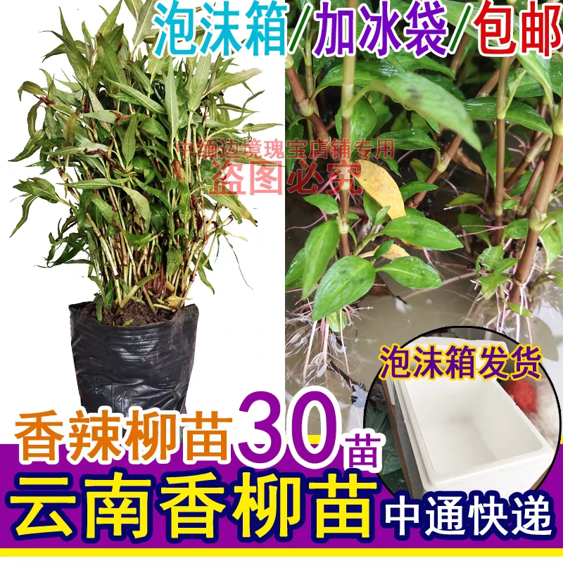 云南新鲜香柳带根老根易活特色蔬菜小秧苗带简易盆栽热卖包邮