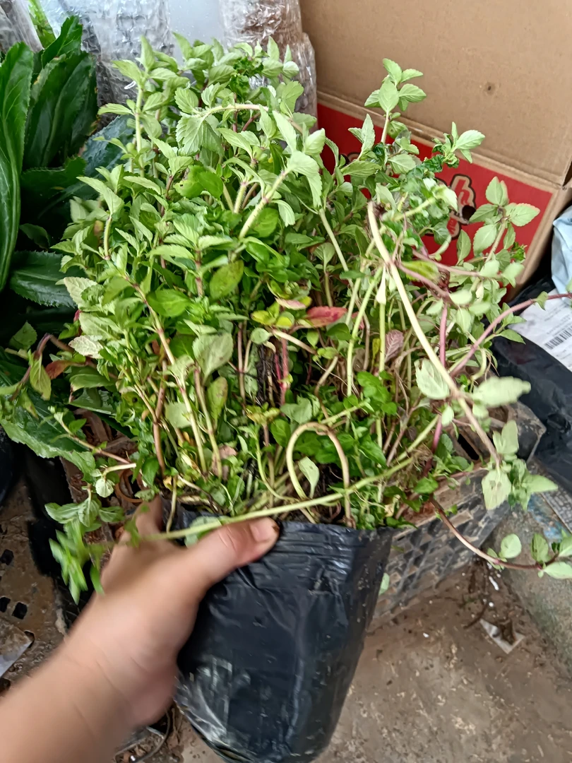 云南水香菜香香菜带根带土1斤1盆可以栽种云南德宏特色蔬菜苗