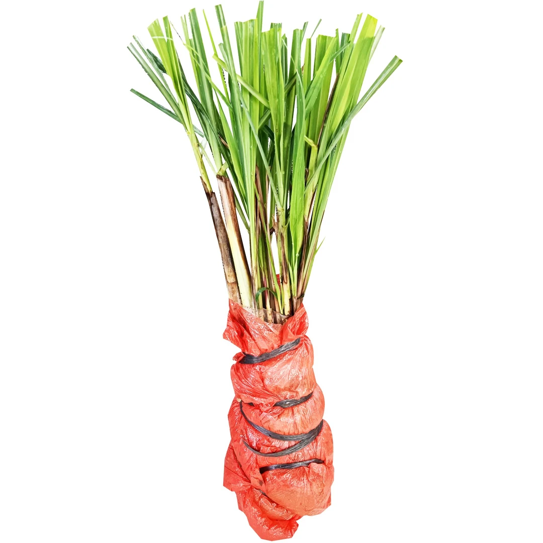 香茅草苗带根香茅苗盆栽柠檬草盆栽香味浓郁