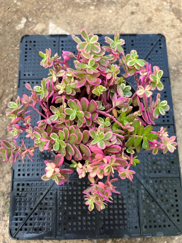 太阳花锦多肉植物办公室绿植创意懒人植物马齿苋七彩