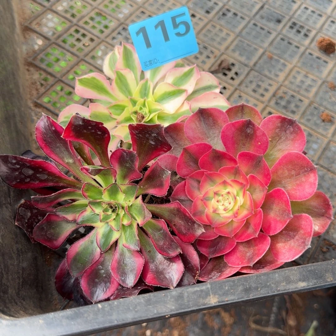 ℒ****115三个多肉发货