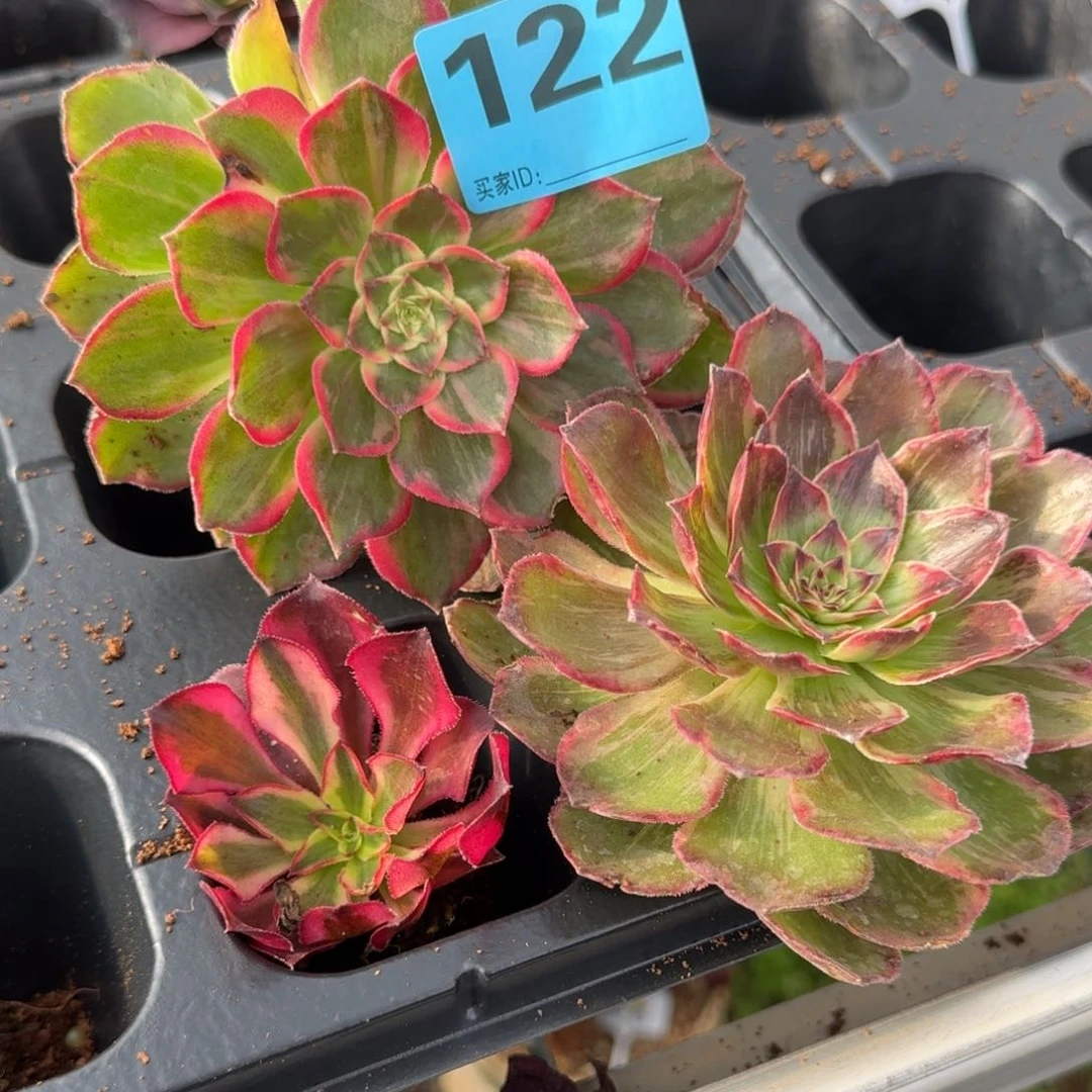 人****3122三个多肉发货