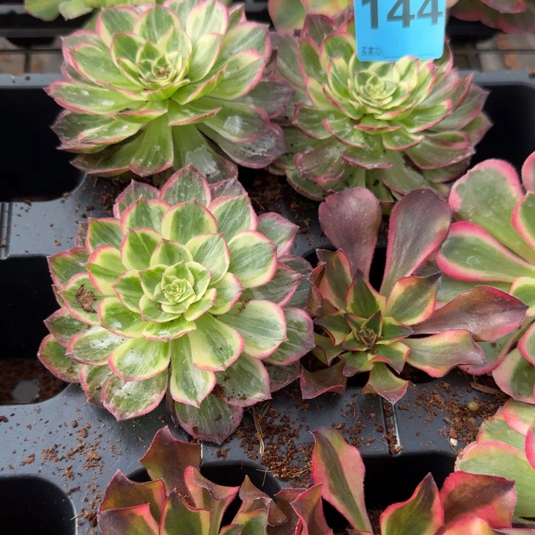 敏*144加三个万彩灯发货