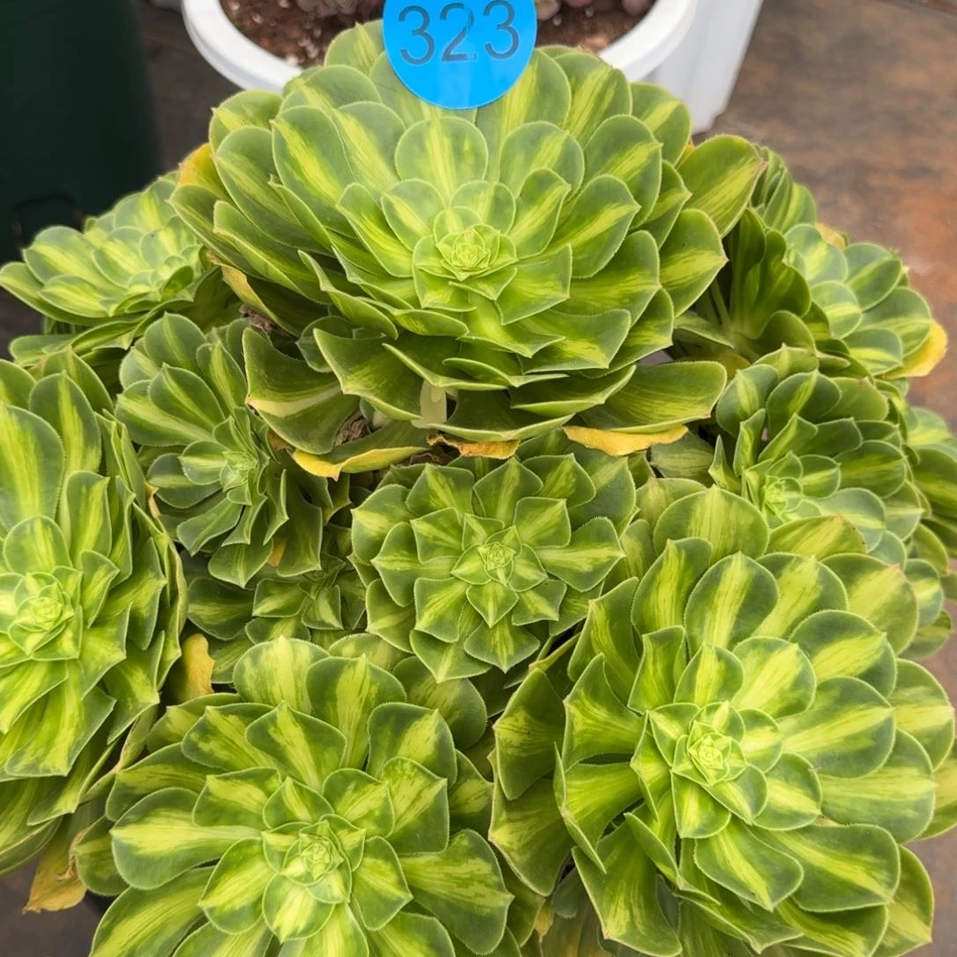 偌*翡翠琉璃寄养323