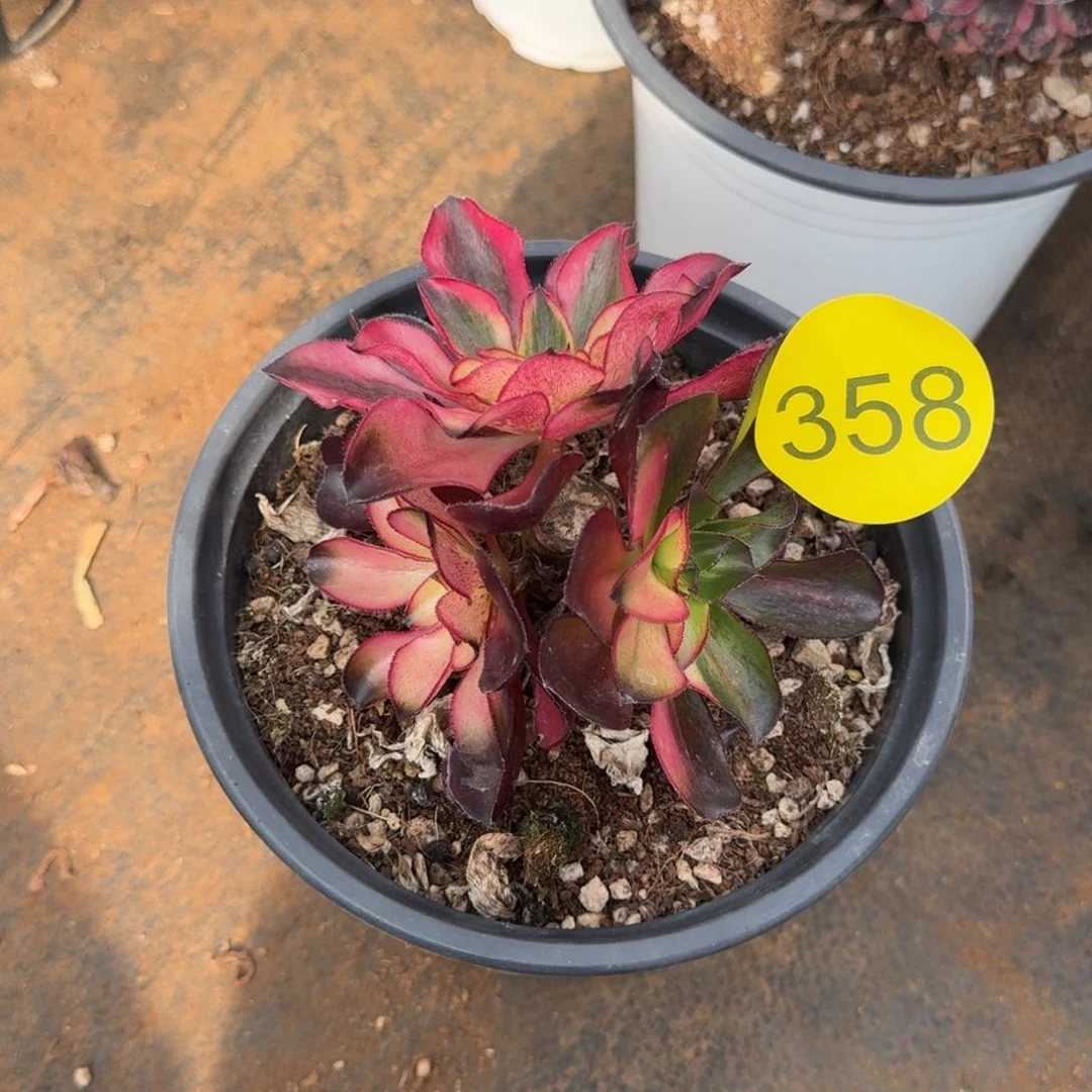 祖*358魅影丛林寄养