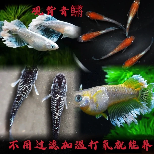 观背青鱂不打氧不加温易活好养小型冷水观赏鱼活体发货