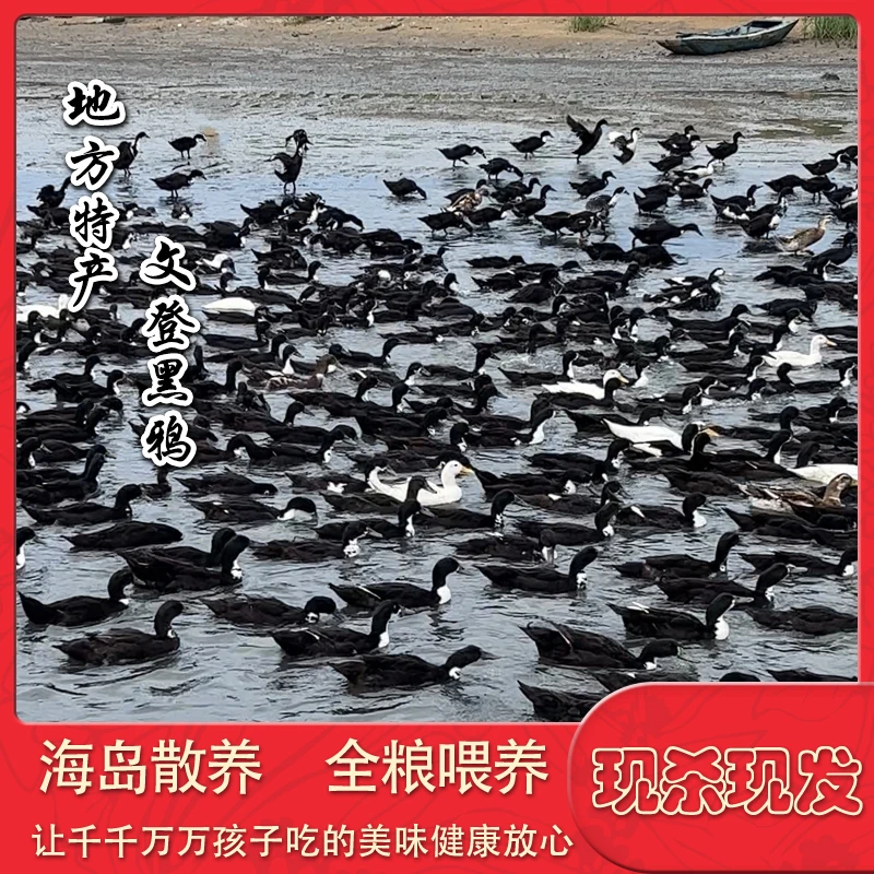 【嫩鸭现抓现杀】海岛散养黑鸭 净重2.8-3.3斤 红烧爆炒 不要炖汤！！