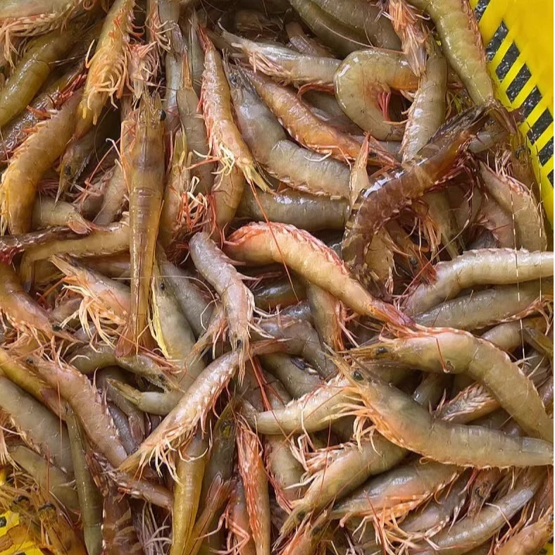 3斤小红虾 野生海虾 顺丰冷链包邮 新鲜冷冻 3斤/袋