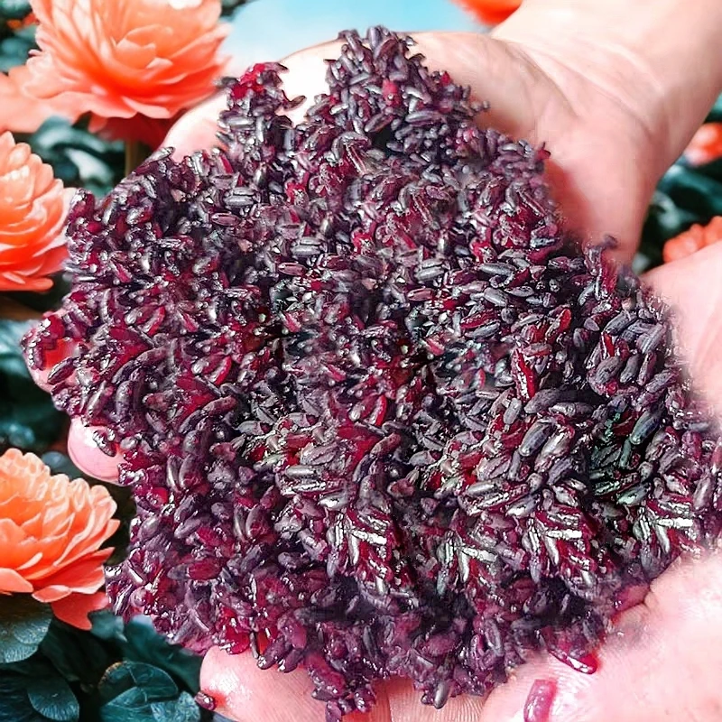 贵州黔东南黎平高山梯田胭脂紫糯米血糯米糙米粗粮2025年新米