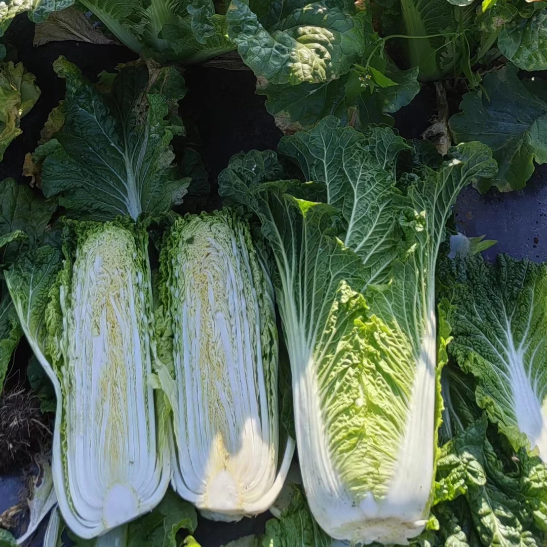 中华绍菜8510厂家基地直发，种植容易
