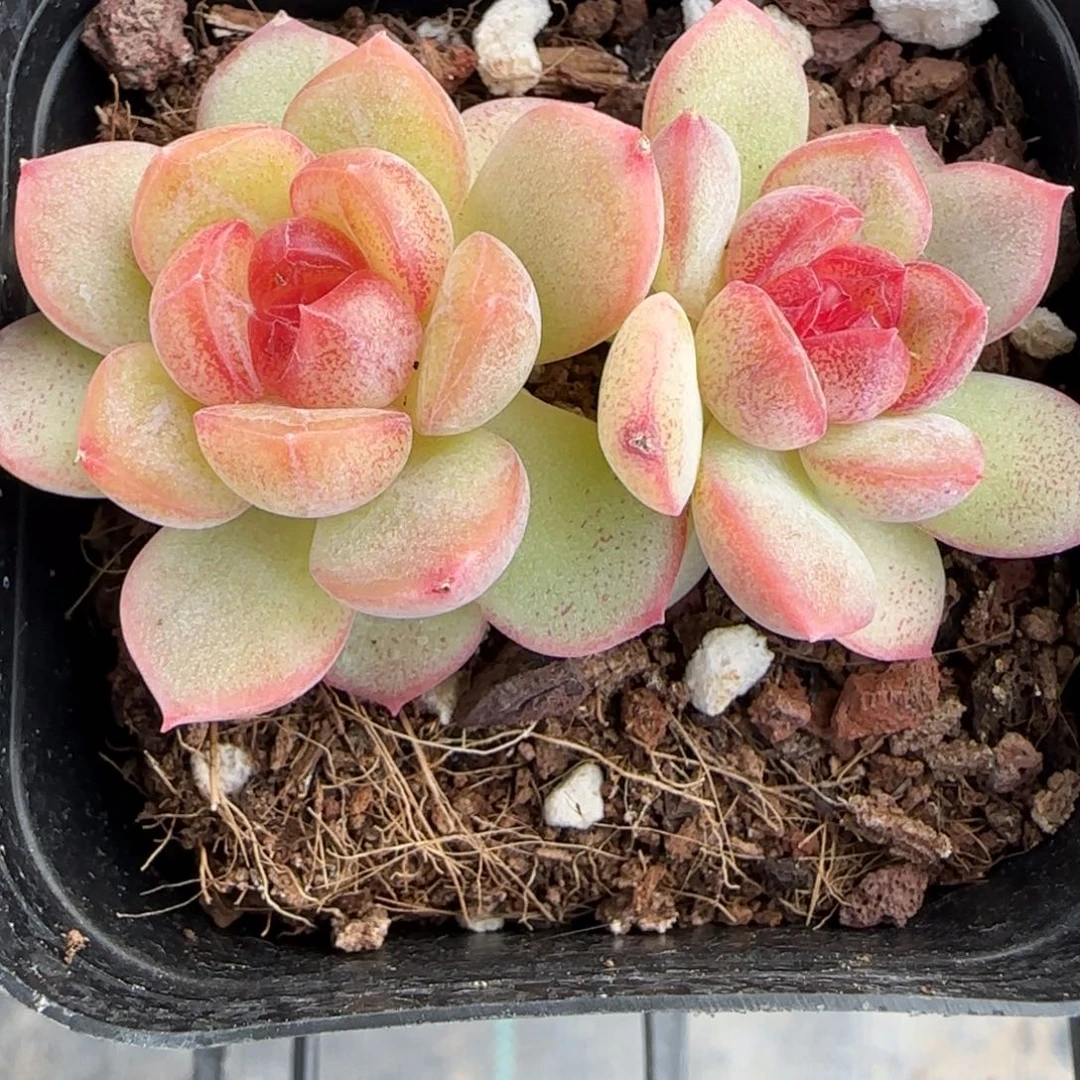 ?****杀多肉植物一物一拍