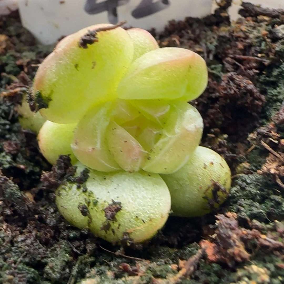 42号多肉植物一物一拍