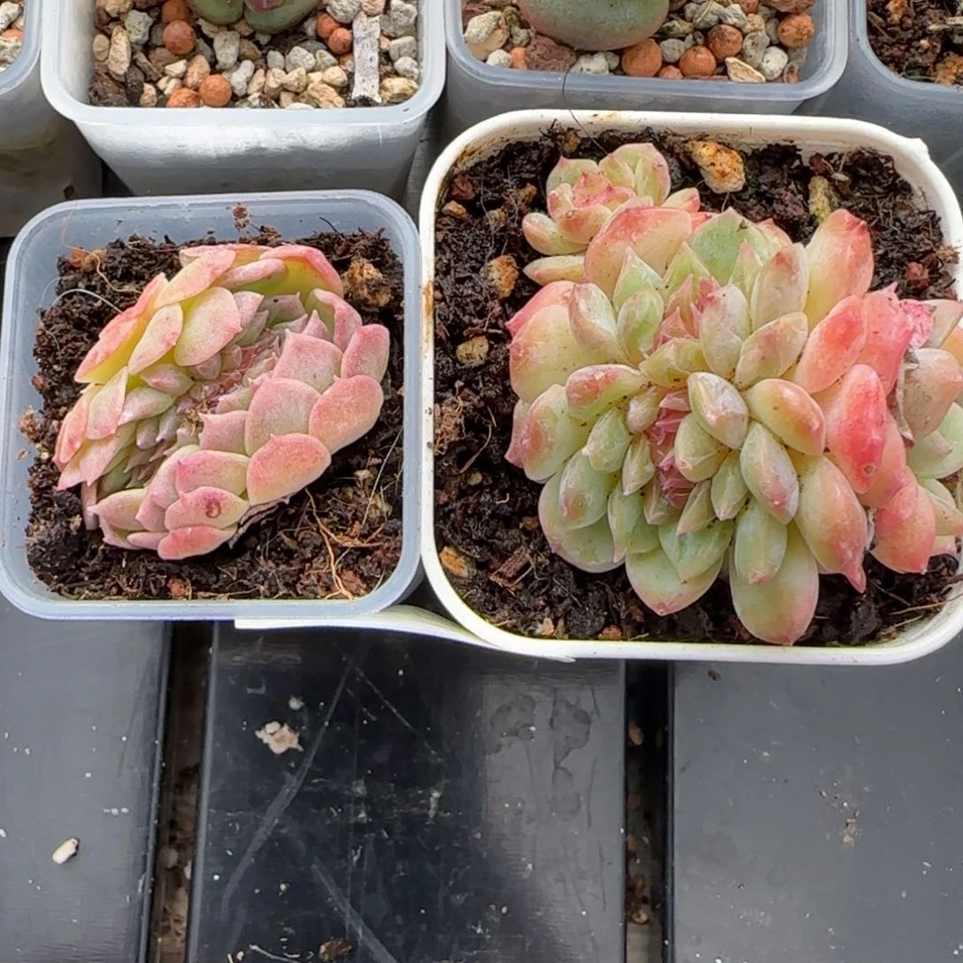 未**期37号多肉植物一物一拍