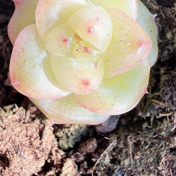 小****）小胖兔子专拍一颗多肉植物