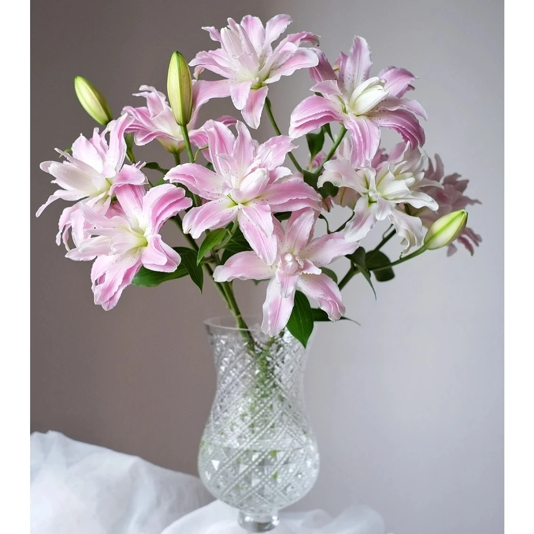 【西尔则】 莲花雅致-重瓣百合一单包邮顺丰冷链/京东/EMS空运