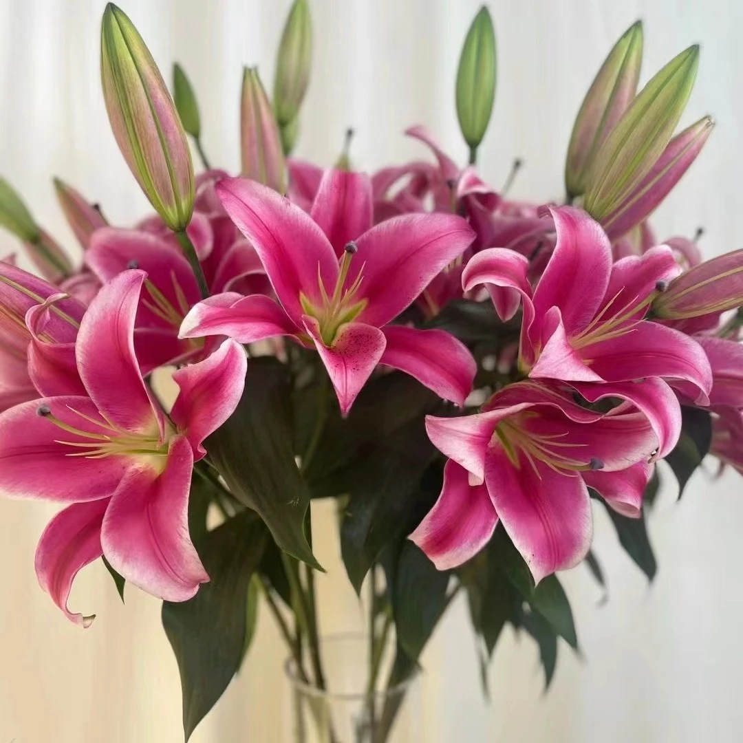 【西尔则】 红福-单瓣香水百合（ “鸿福”）云南基地直发水养鲜切花