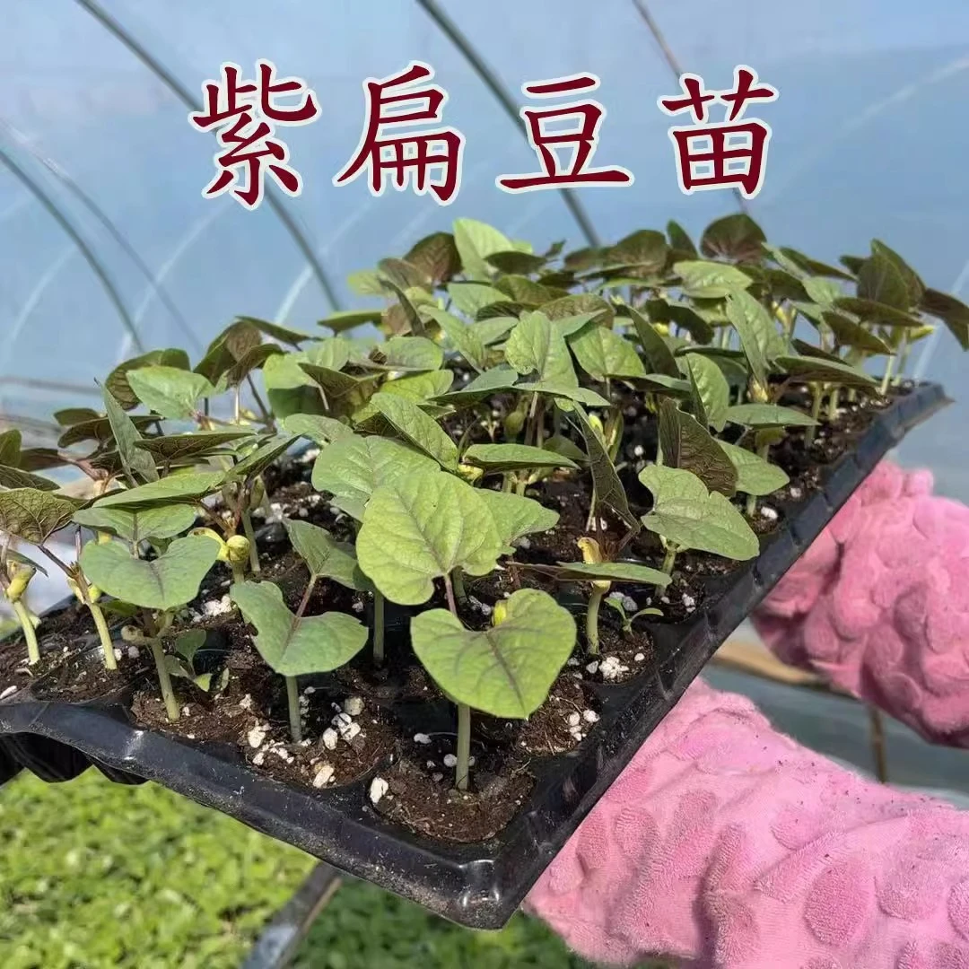 高产扁豆苗茶豆苗猪耳朵青绿紫边梅豆眉豆长豆角豇豆各种蔬菜秧苗