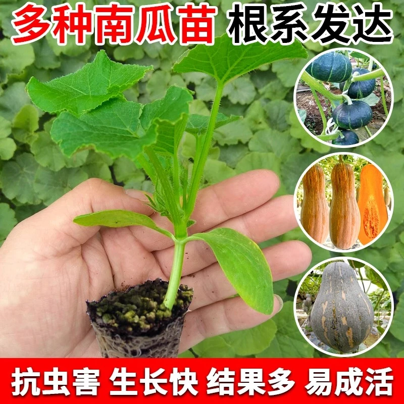 高产南瓜苗绿贝贝蜜本板栗南瓜窝瓜倭瓜番瓜四季各种蔬菜秧苗大全