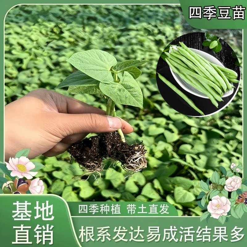 高产四季豆苗长豆角苗无架地豆有架扁豆梅豇豆苗四季各种蔬菜秧苗