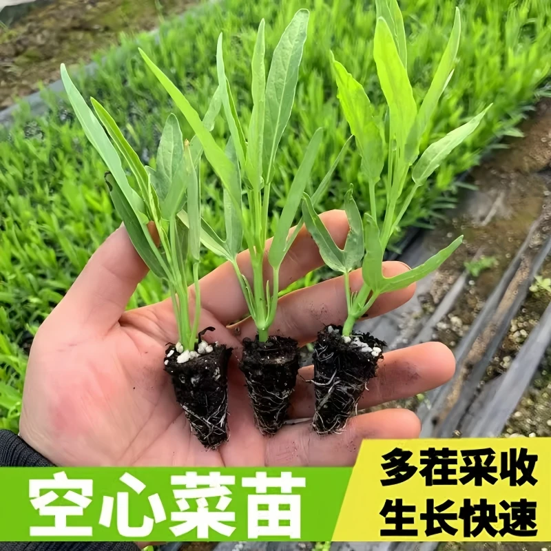 高产三叉空心菜苗柳叶大叶竹叶空心菜蕹菜空筒菜四季蔬菜秧苗盆栽