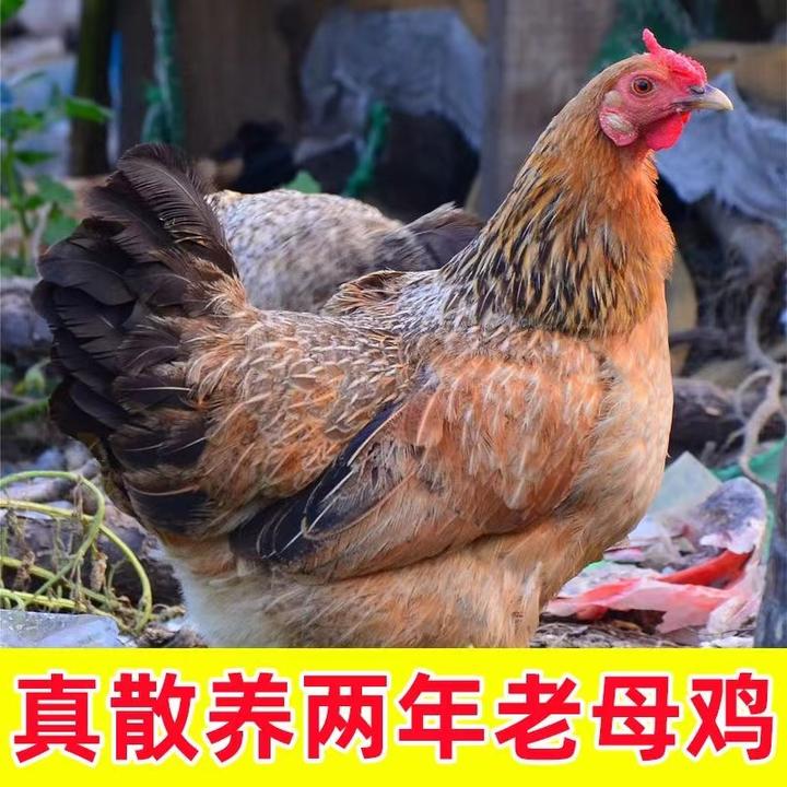 【果园散养】正宗散养老母鸡农家老母鸡走地鸡2只装