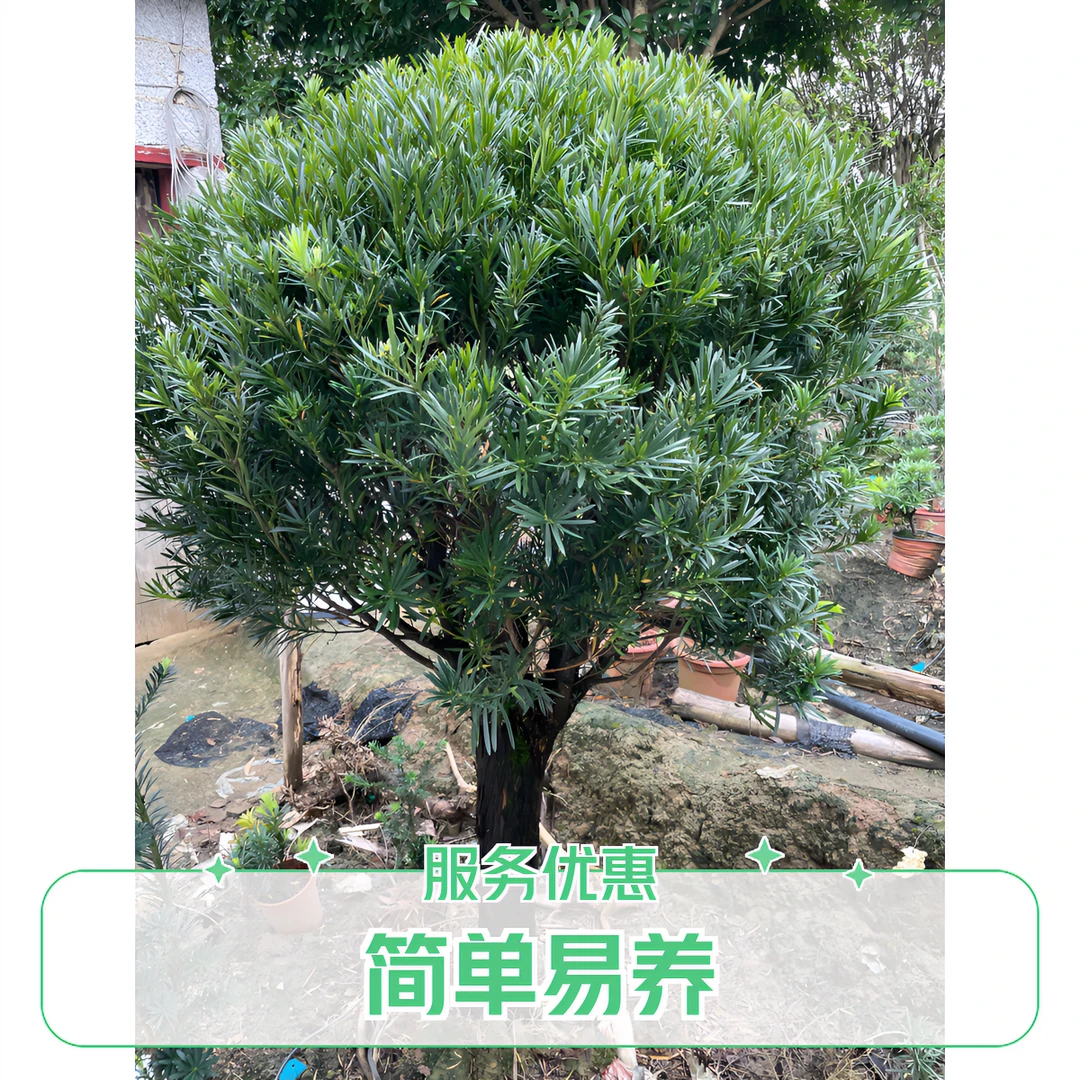 红芽、金钻小米叶雀舌罗汉松 弯头 黄杨 盆景绿植(偏远地区不包邮）