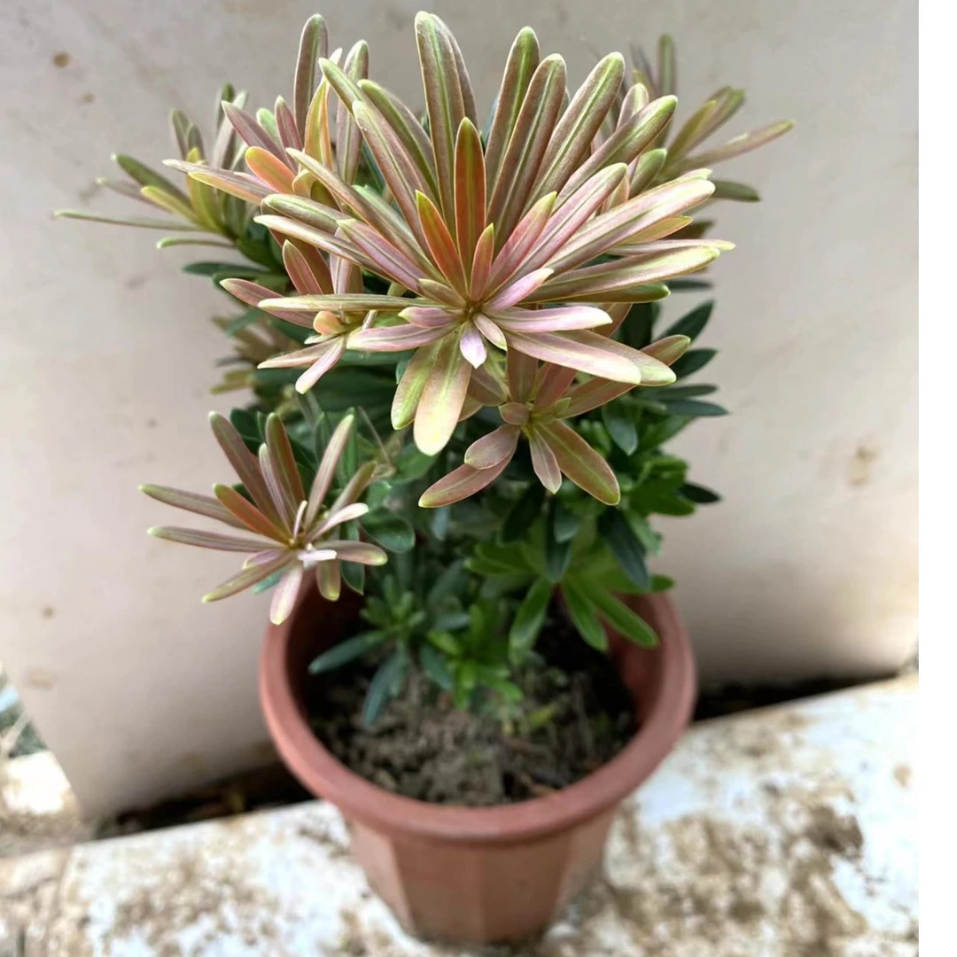 罗汉松品种有紫荆松、金钻、小红帽、贵妃、海岛菊花心成活发货下单