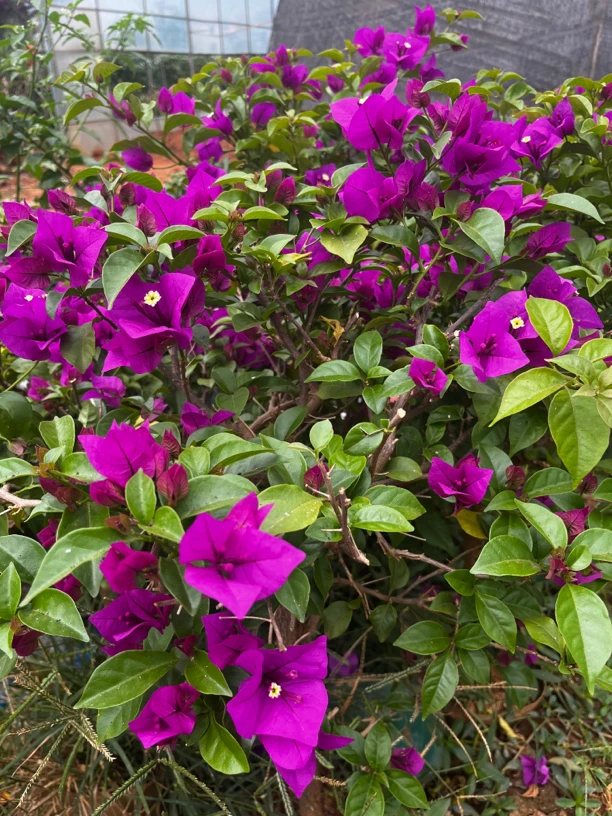 中奖紫色三角梅一盆