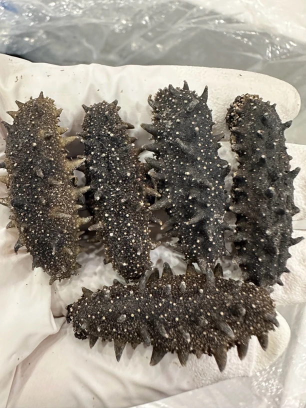 特级国标大连 纯淡干海参 经济实惠 海鲜味