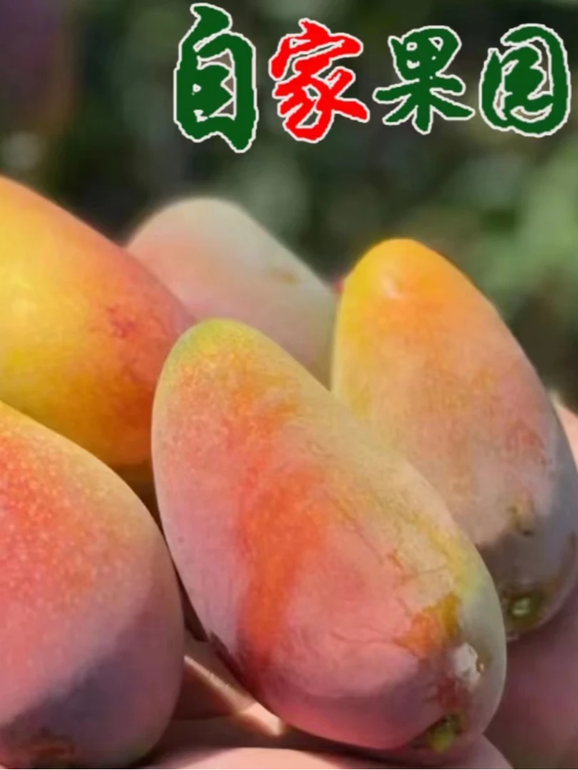 广西发货贵妃芒5斤新鲜水果贵妃香芒甜多汁坏果包赔香甜