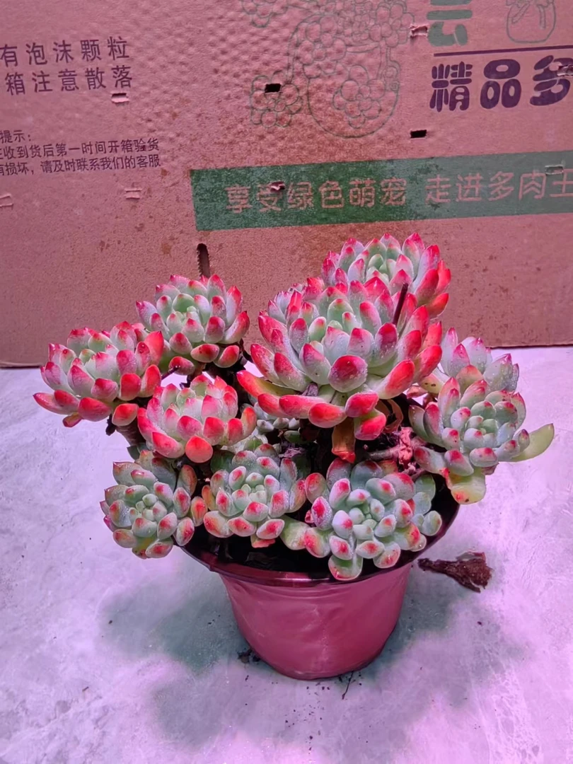 老桩蓝苹果 室内室外可养 办公室盆栽绿植多肉植物