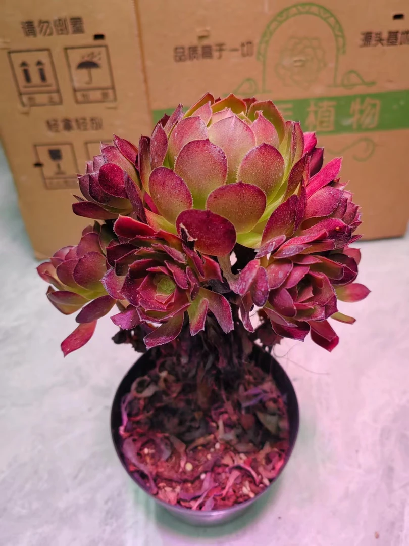 老桩荷兰玫瑰法师  多肉植物 室内室外可养 状态是深紫红色带绿