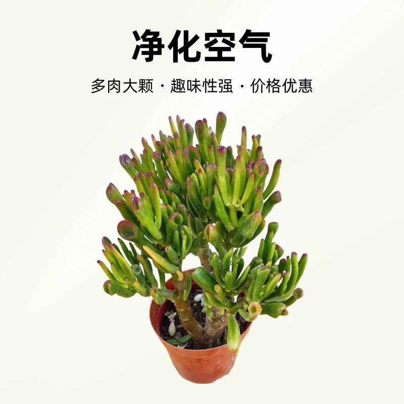 吸财树 多肉植物 招财 聚财 办公室绿植盆栽多肉植物基地直发