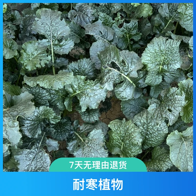 黑麻叶苔菜种子黑菜台菜秋冬蔬菜种籽大全寒菜种籽耐寒发芽简单