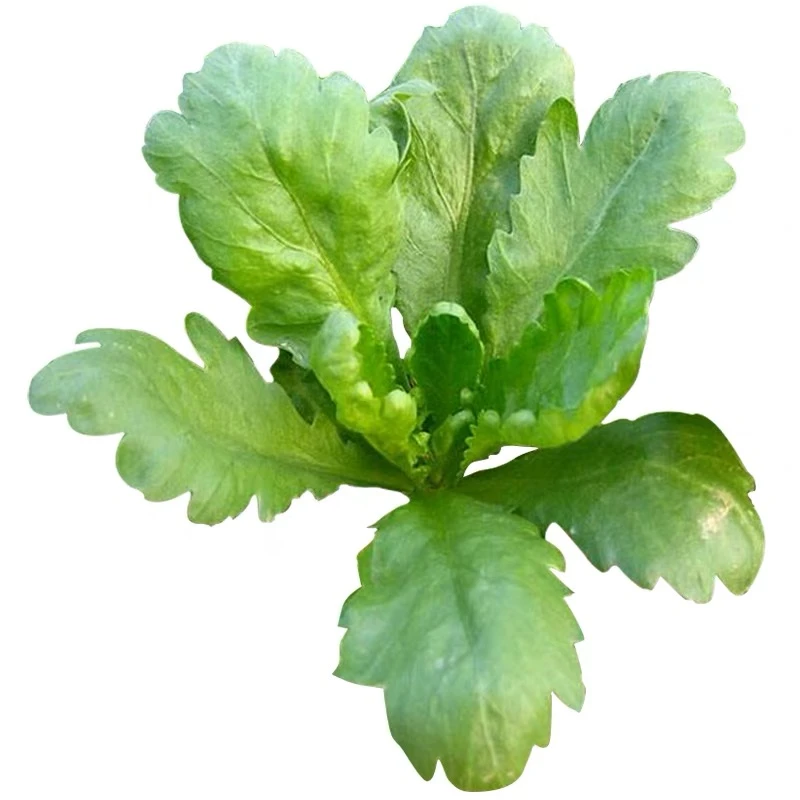 大叶茼蒿种子蔬菜种籽四季可种植阳台盆栽简单爽脆清香春季耐寒