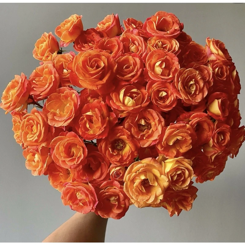 狂欢泡泡玫瑰  浪漫鲜花 昆明斗南鲜花基地直发